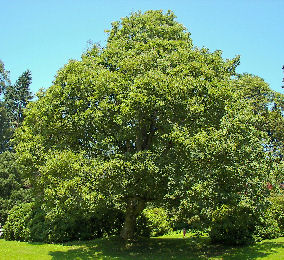 acer_pseudoplatanus