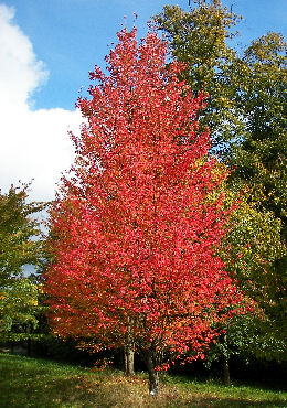 acer_rubrum