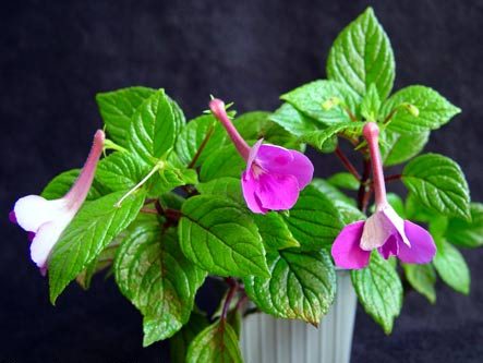 achimenes-grandiflora