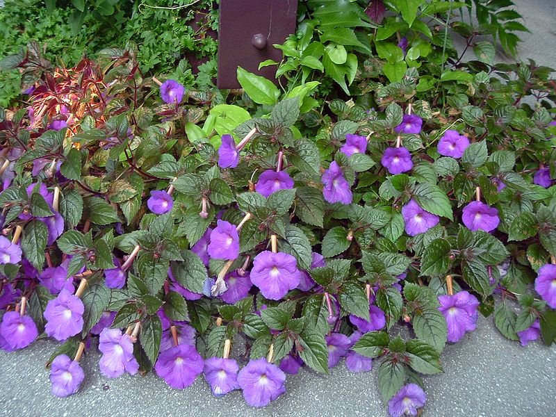 achimenes