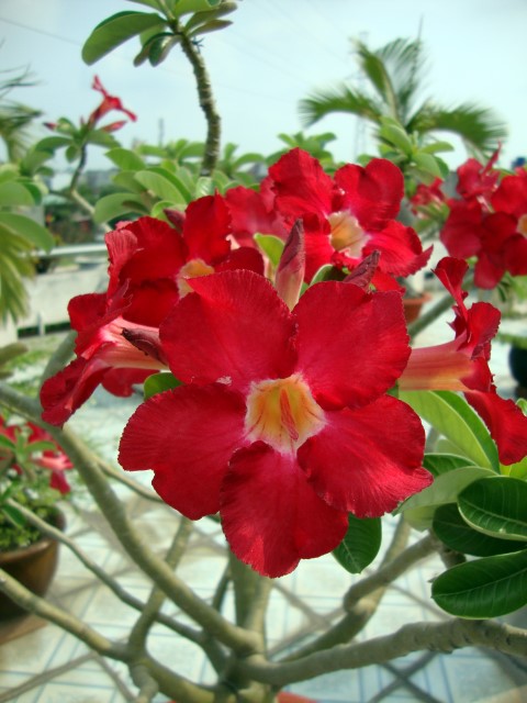 adenium