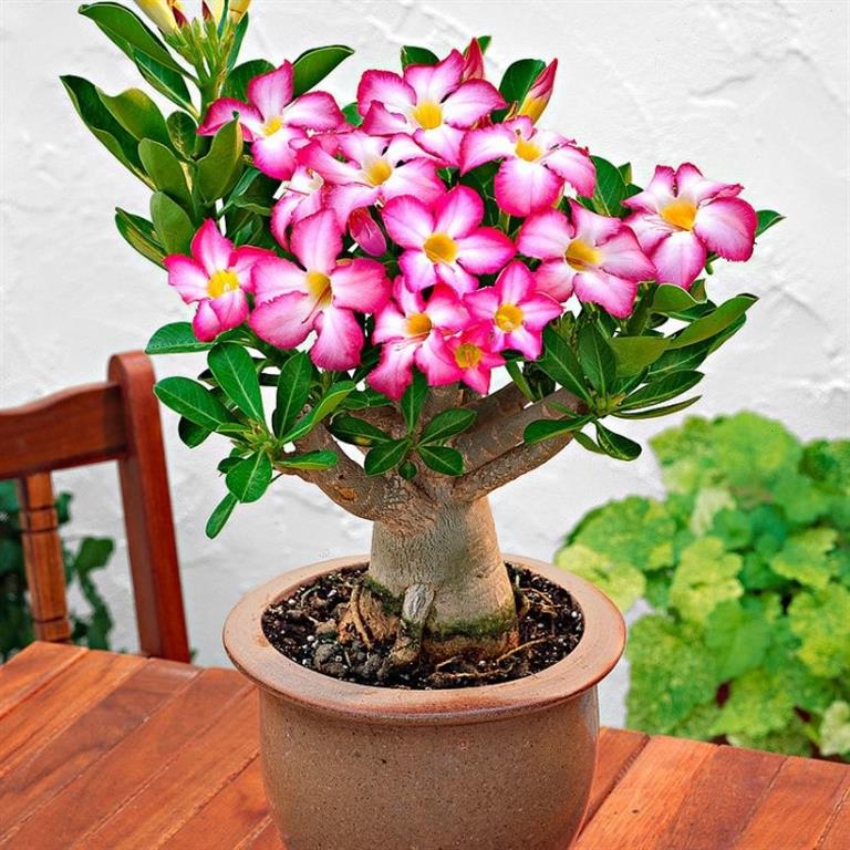 adenium-