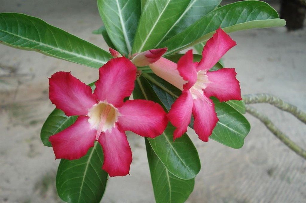 adenium 