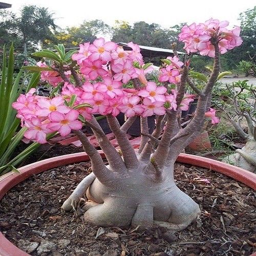 adenium