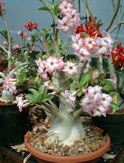 adenium arabicum