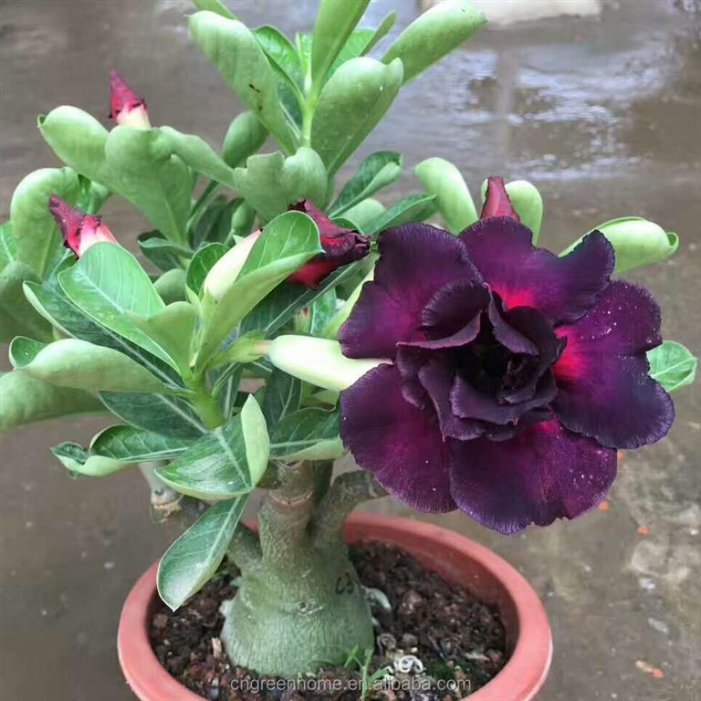 adenium obesum 