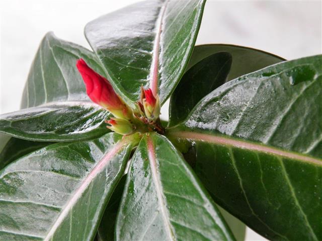 adenium obesum (Small)