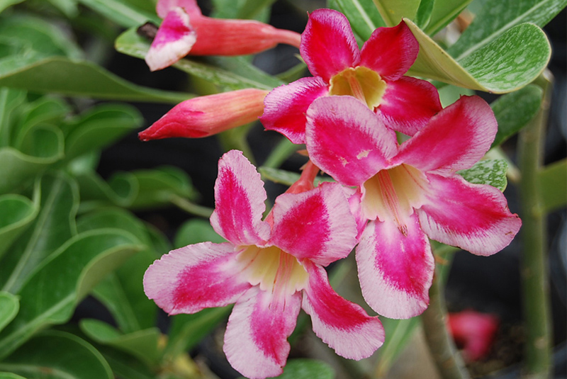 adenium obesum _+1