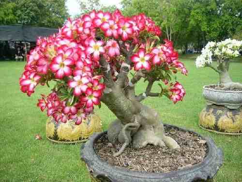 adenium obesum