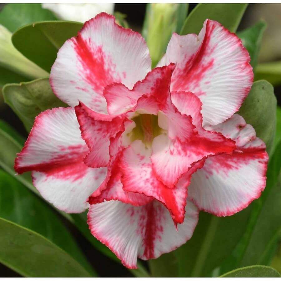 adenium obesum