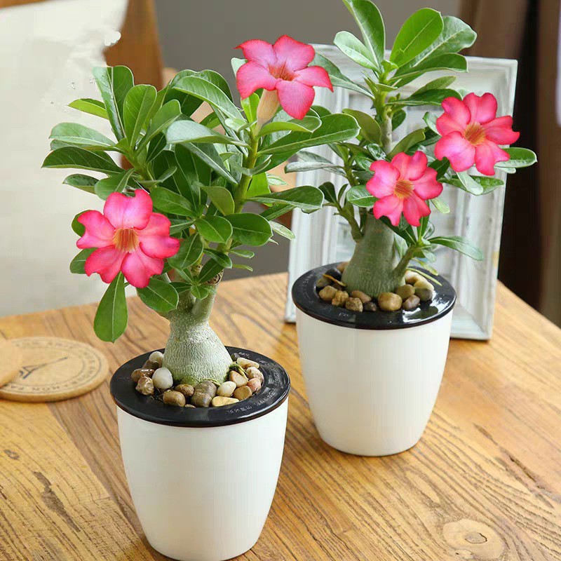 adenium obesum