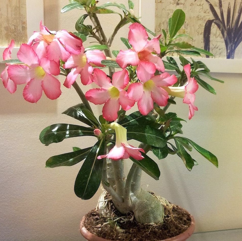 adenium obesum