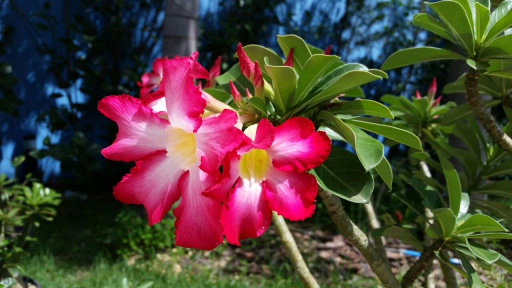 adenium obesum