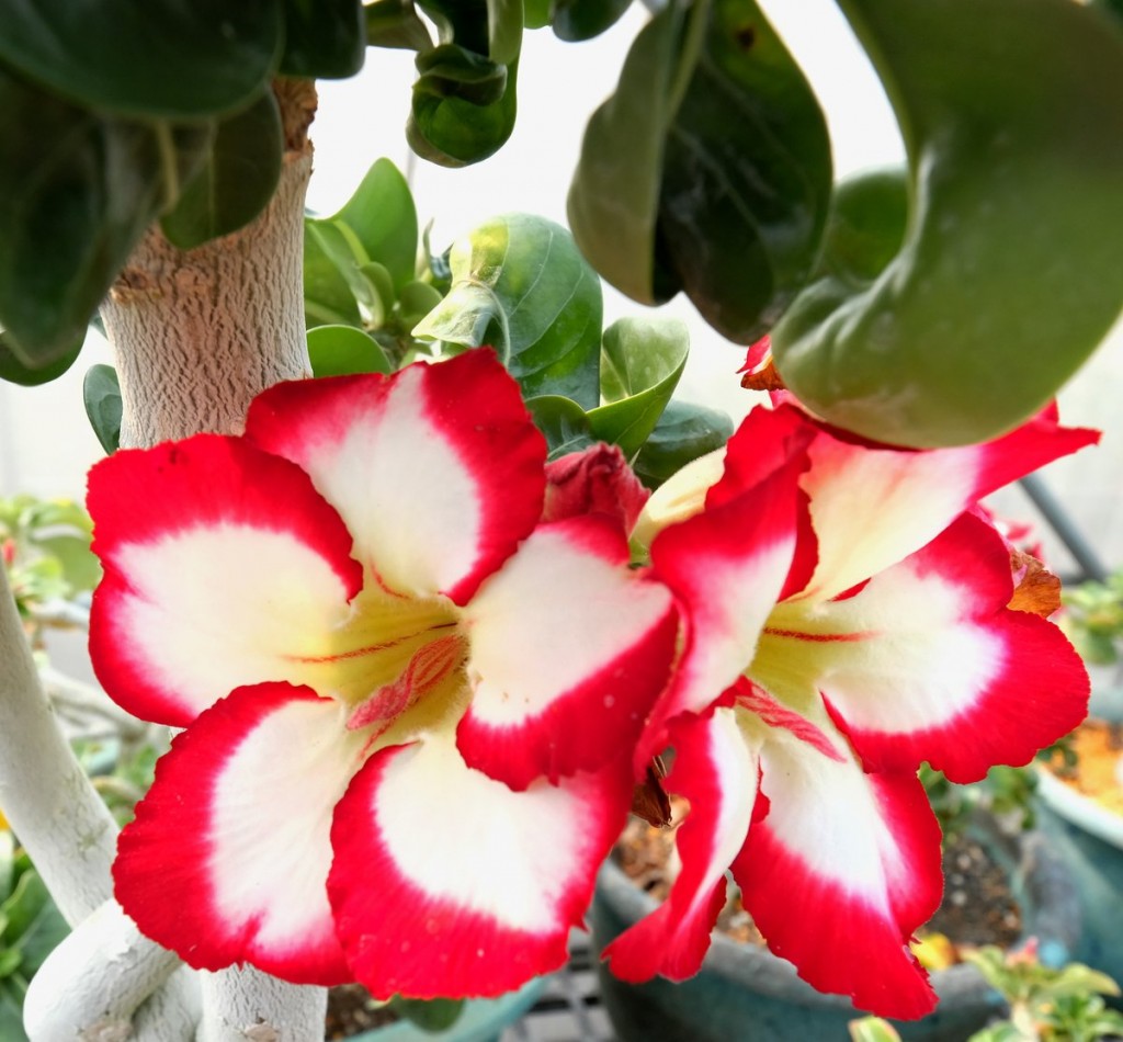 adenium obesum