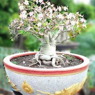 adenium socotranum