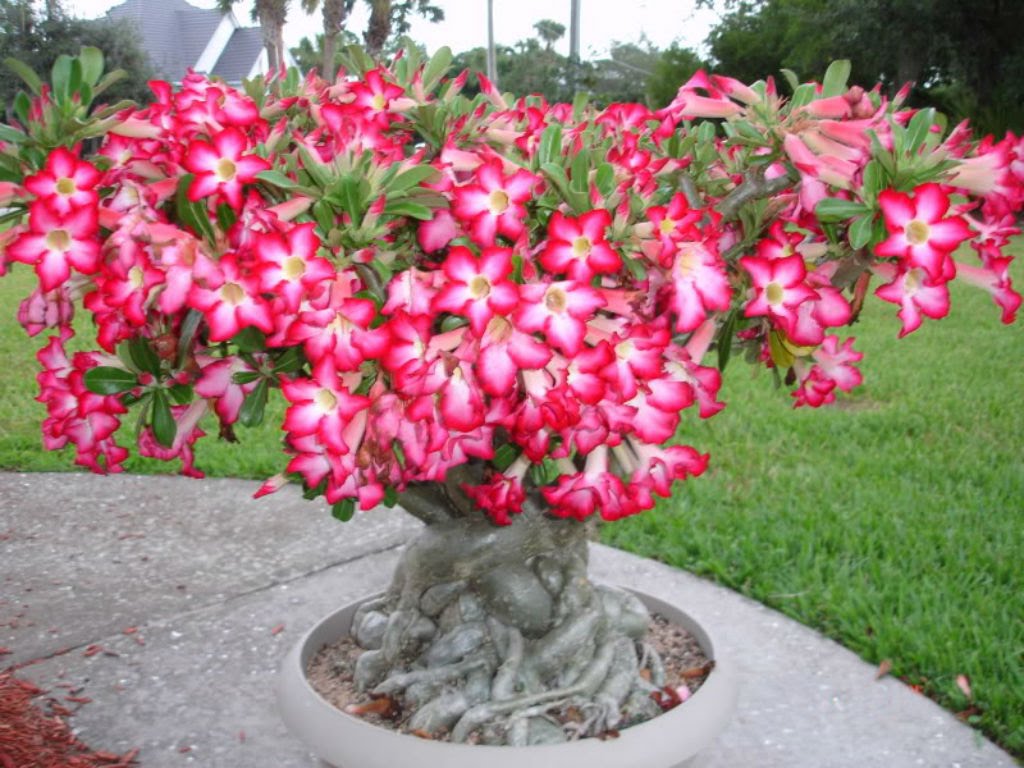 adenium