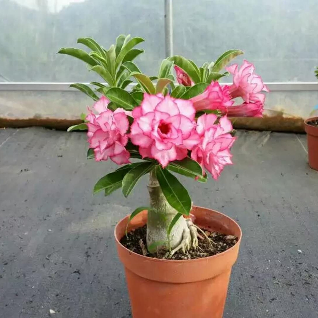 adenium