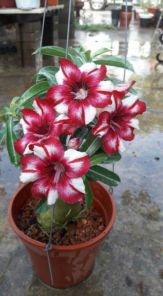 adenium1