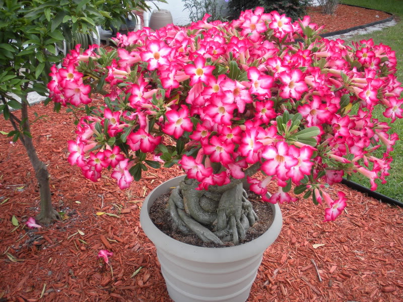 adenium