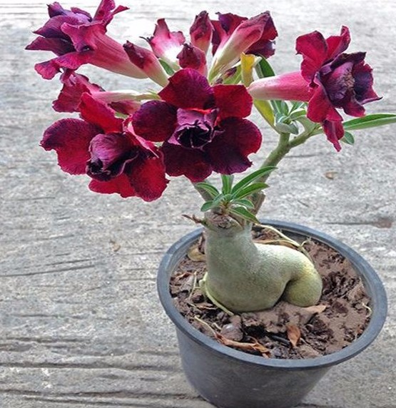 adenium