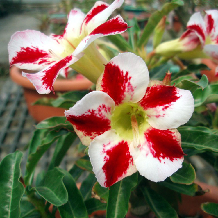 adenium_1