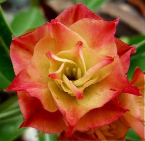 adenium_obesum flower