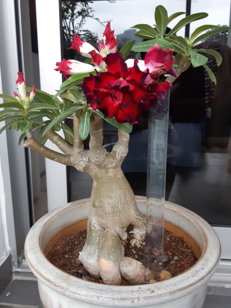 adenium_obesum