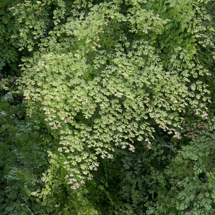 adiantum microphyllum