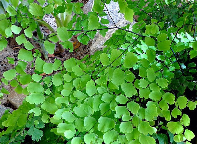 adiantum