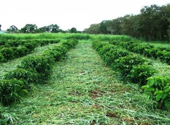 adubação-verde