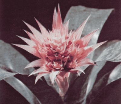 aechmea-1