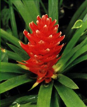 aechmea-nidularioides