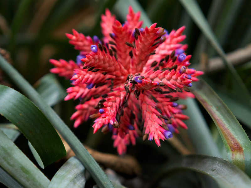 aechmea_distichantha_schlumbergeri