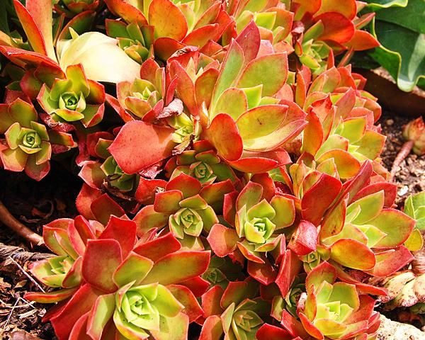 aeonium-leucoblepharum