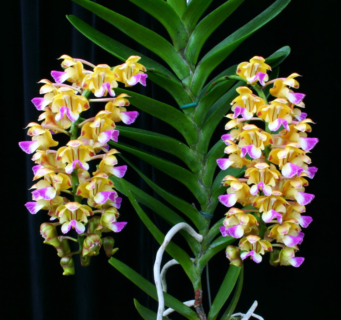 Aerides-houlletiana