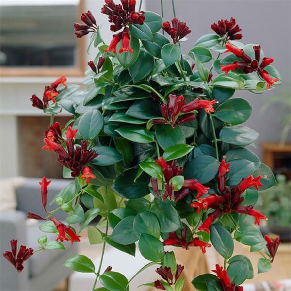 aeschynanthus_2-600