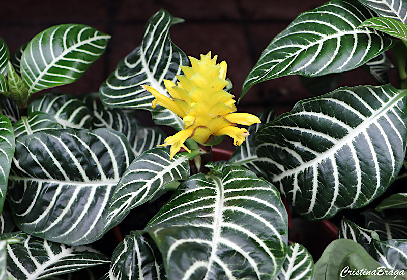 aphelandra-squarrosa