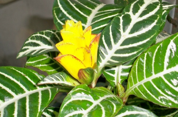 afelandra (zebrasta lepotica)