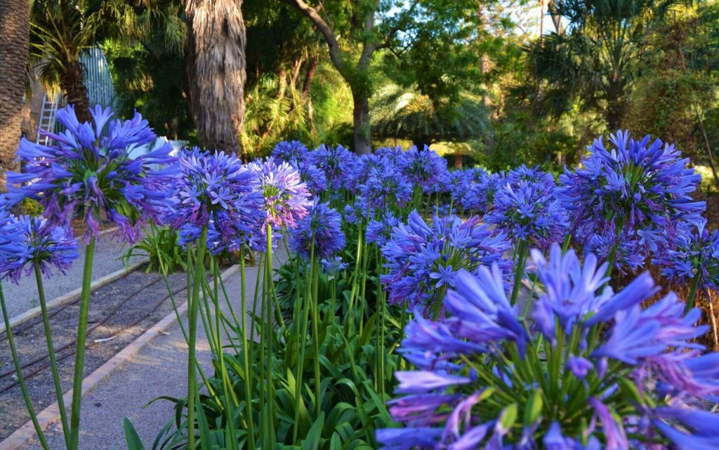 agapanthus