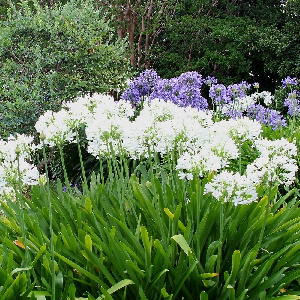 agapanthus