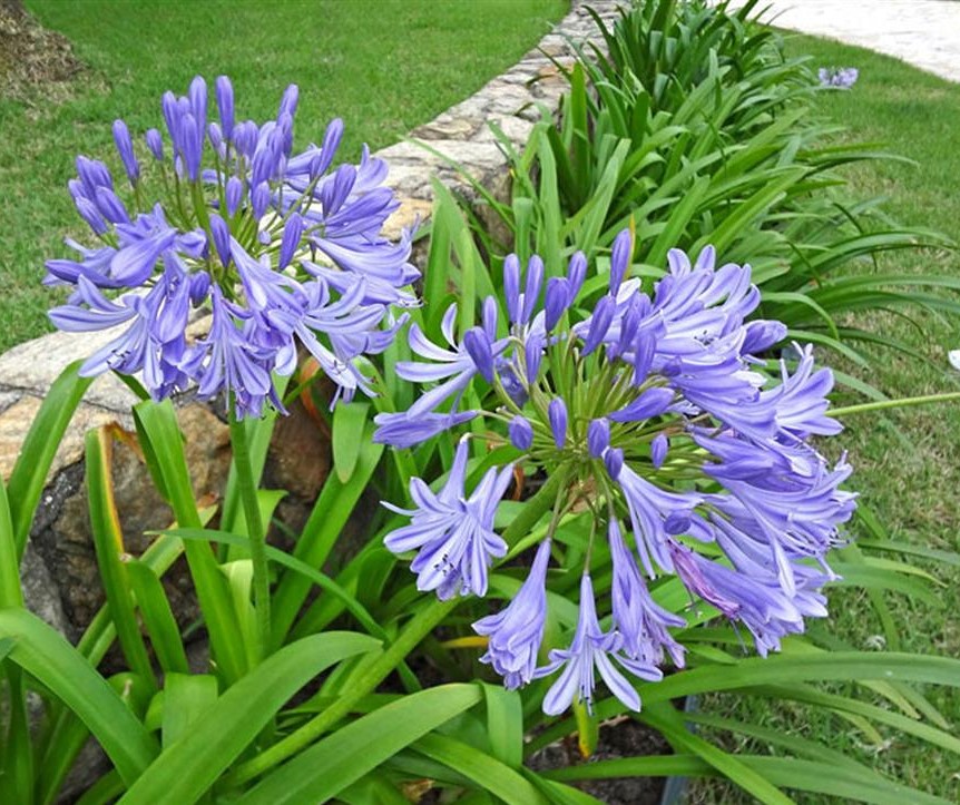 agapanthus-africanus