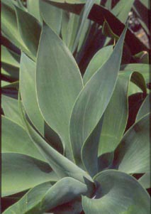 agave-atenuata