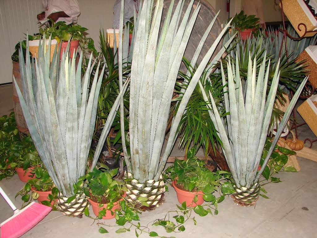 agave-azul