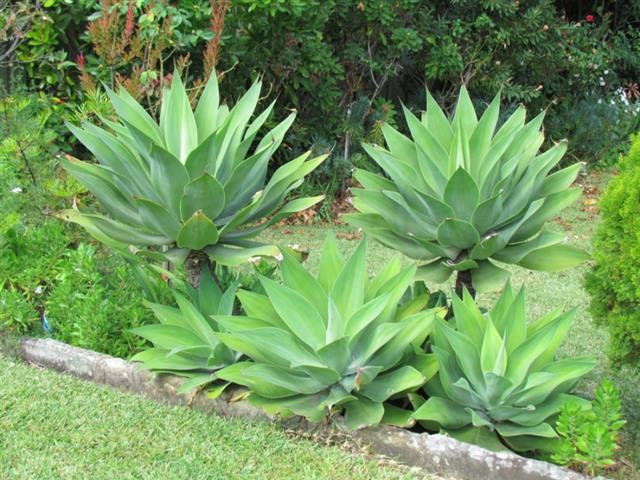 agave-dragão