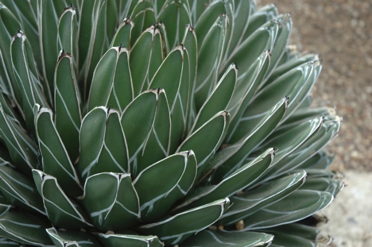 agave-victoriae-reginae-14