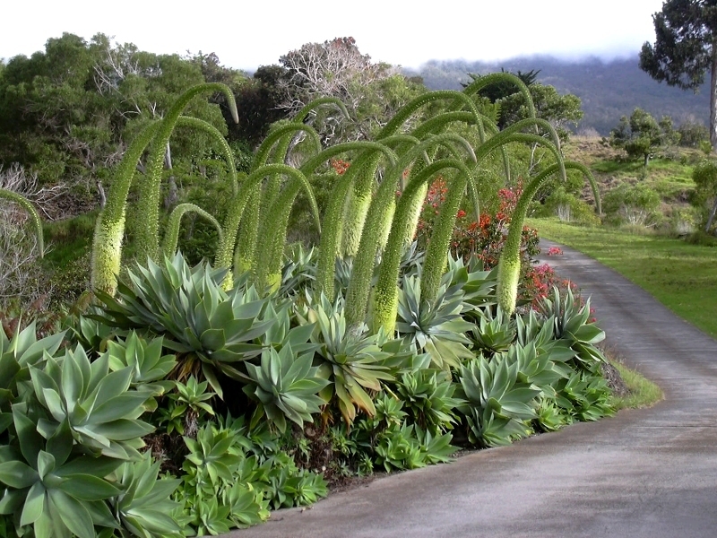 agave