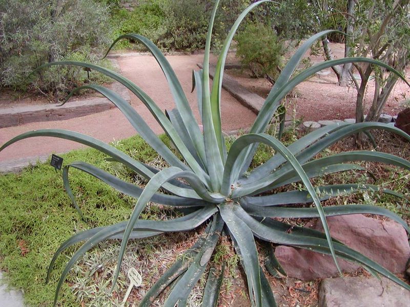 agave_vilmoriniana