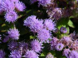 ageratum-houstonianum