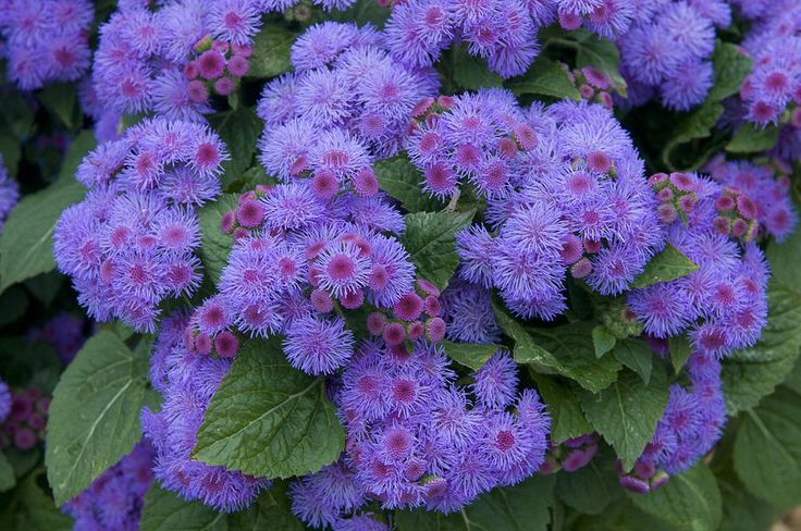 ageratum