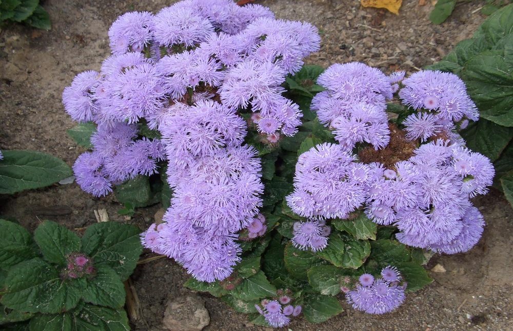 ageratum_mexicanum2